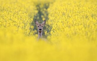 A roe deer in a field of yellow rapeseed photographed by Ben Pulletz