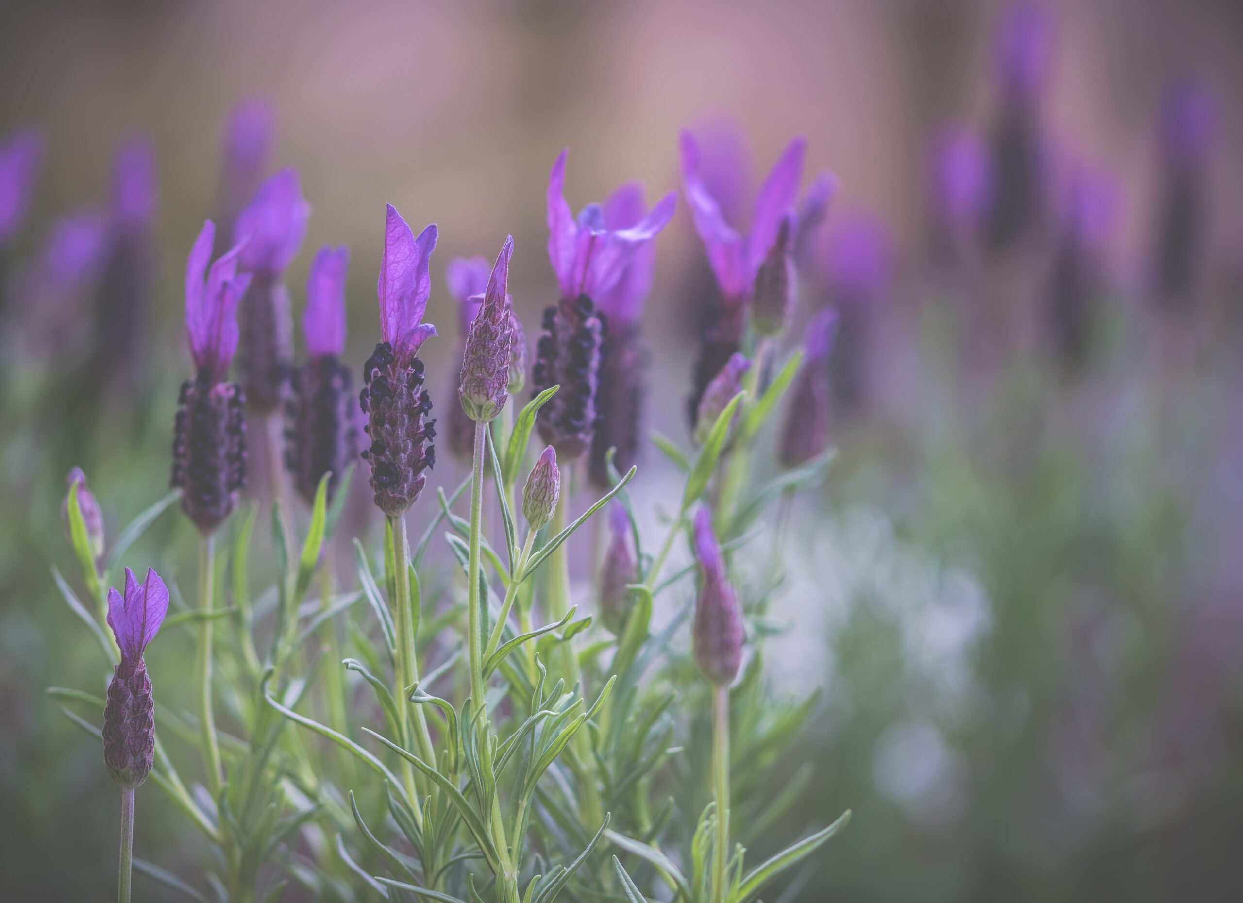 Decorative image showing Lavender