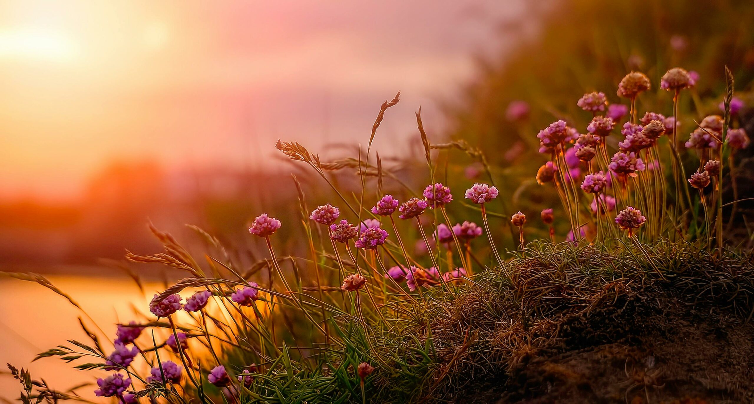 Pink flowers in the sunset