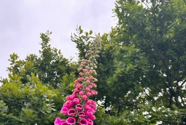 pink flowers