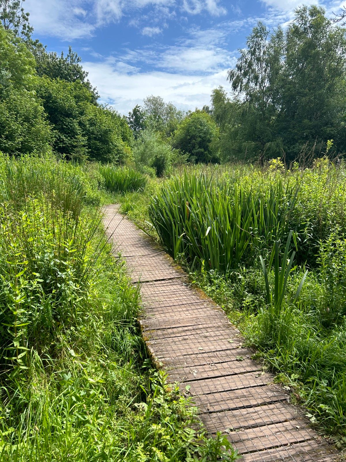 bridge through a meadow